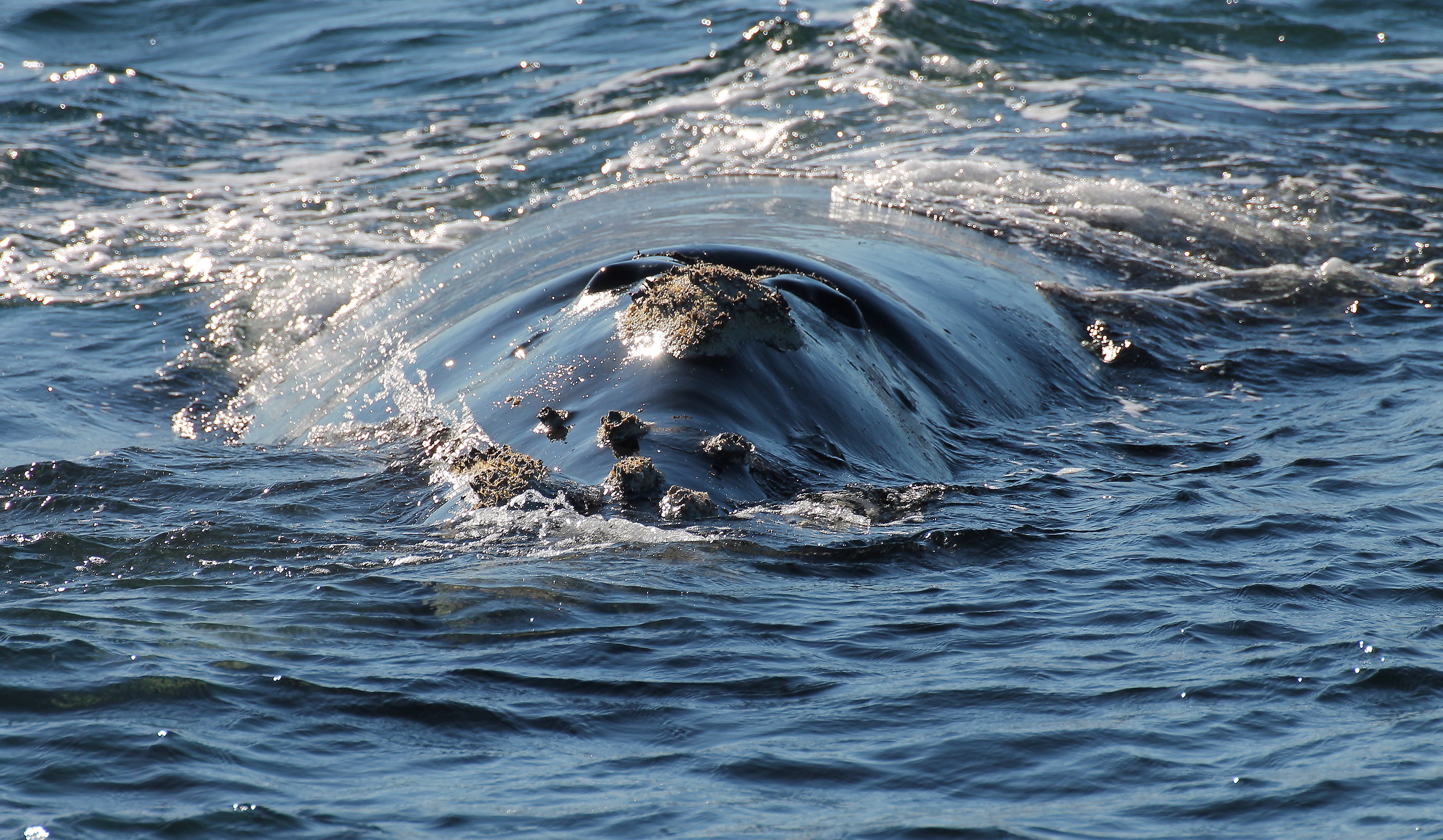 Incontro ravvicinato