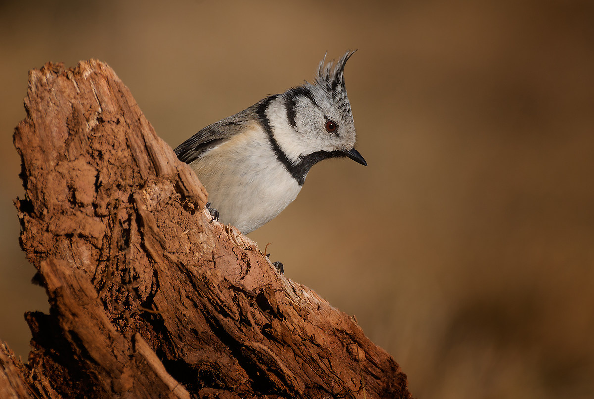 Crested Tit portrait