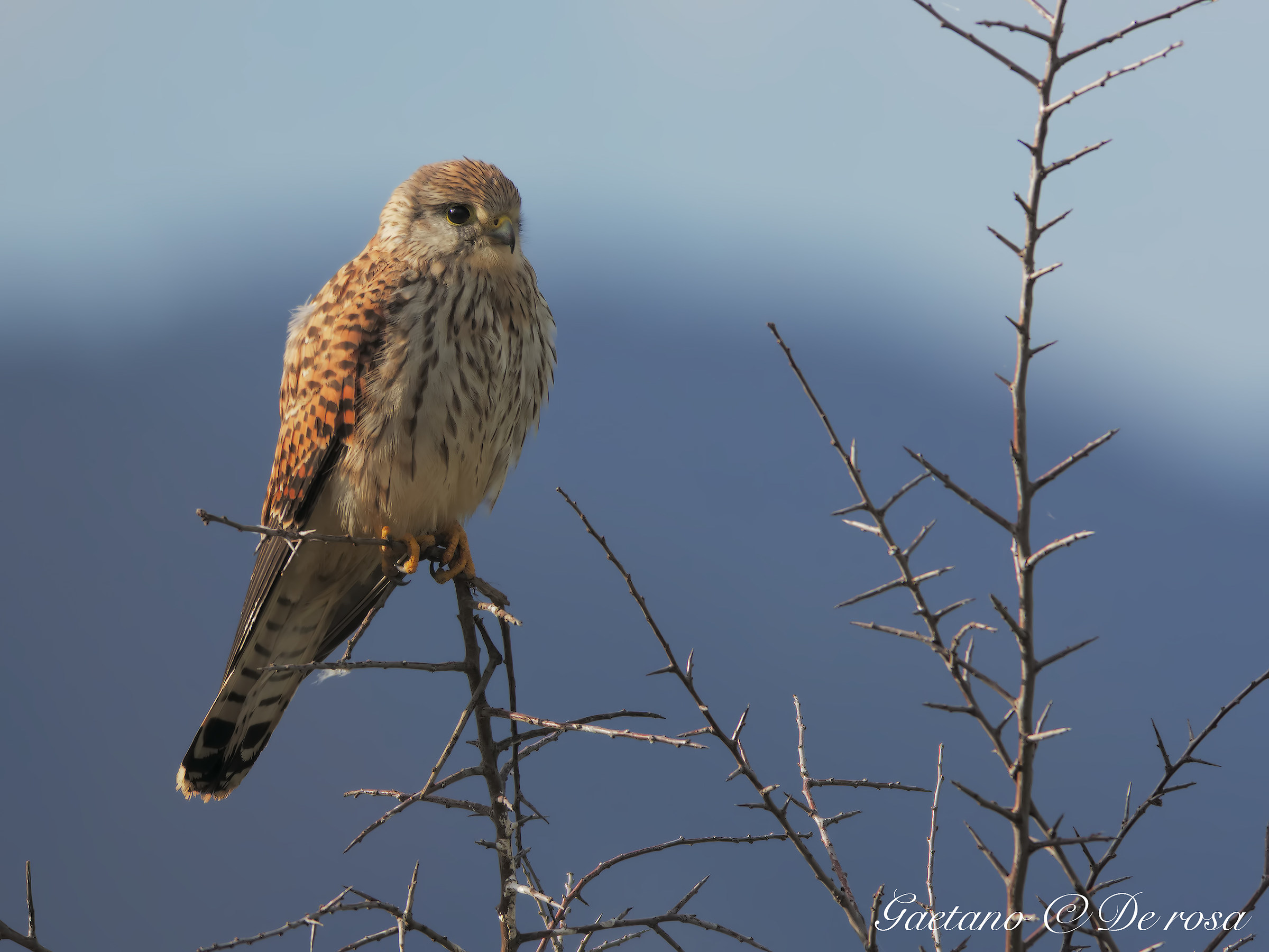 Kestrel