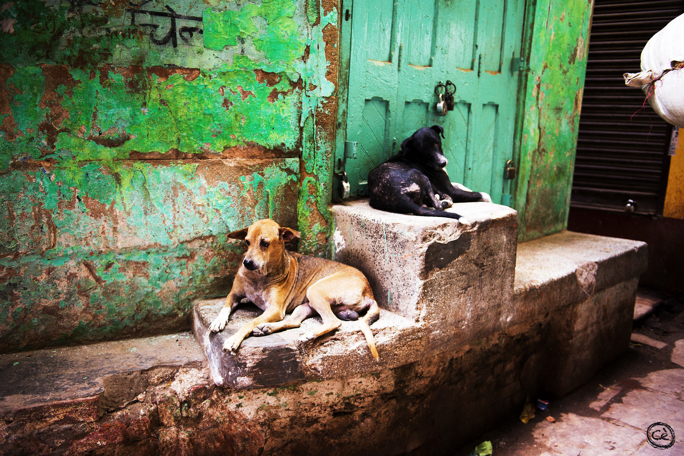 Vita da cani... indiani