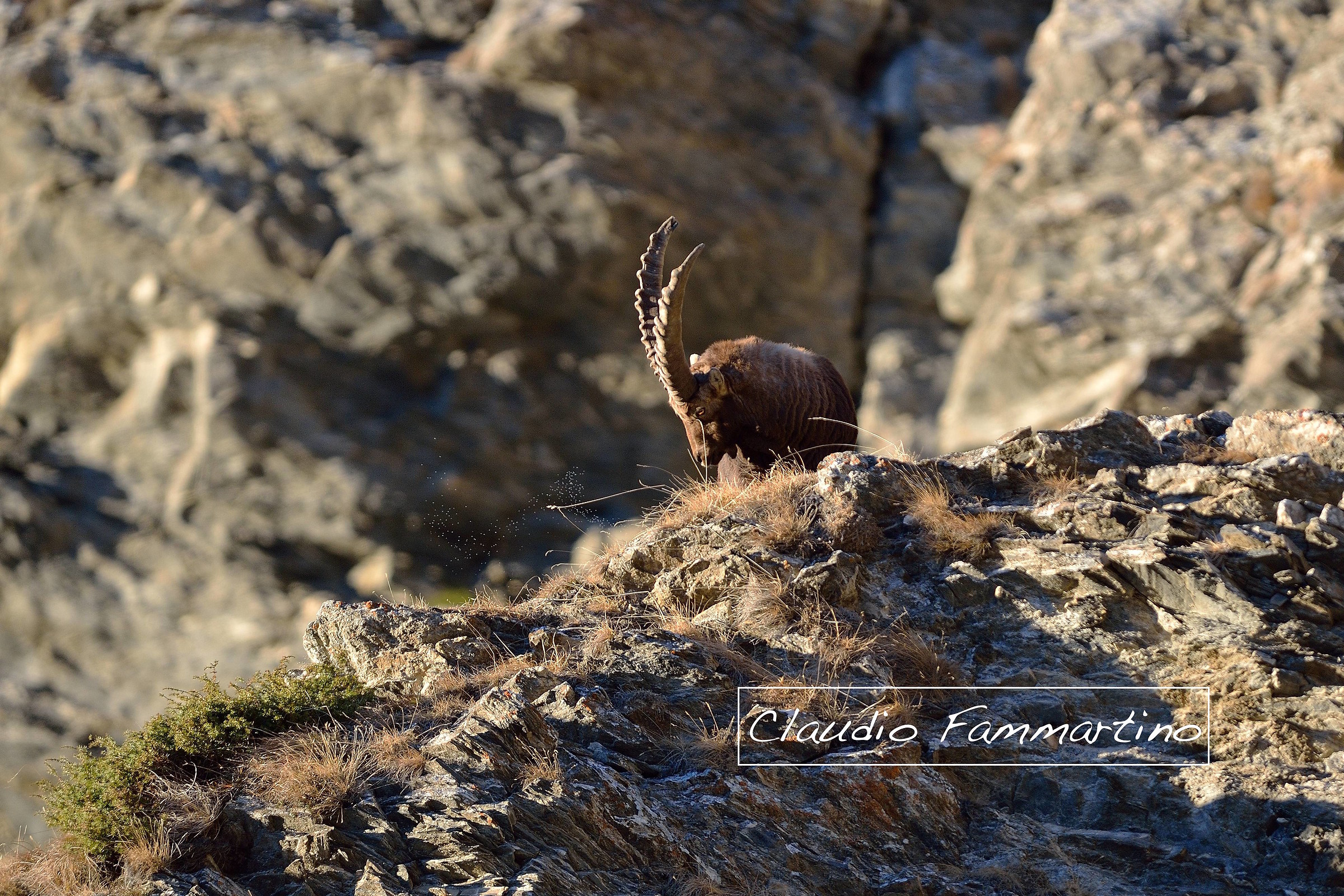 Stambecco e moscerini