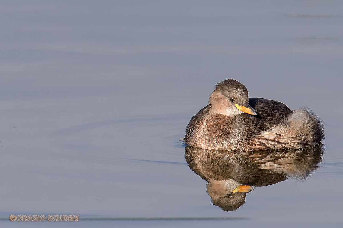 Tachybaptus ruficollis