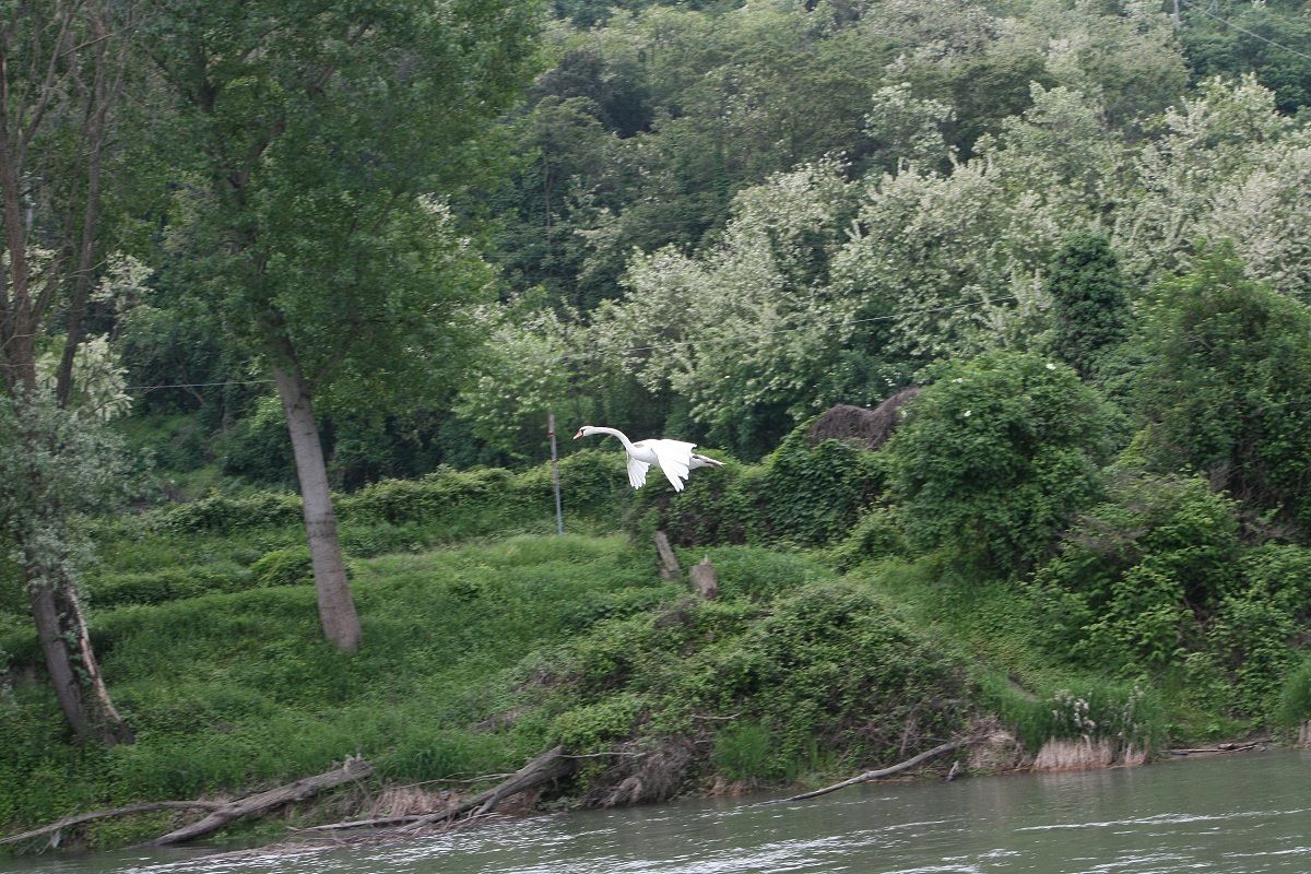 Cigno sul fiume adige pescantina