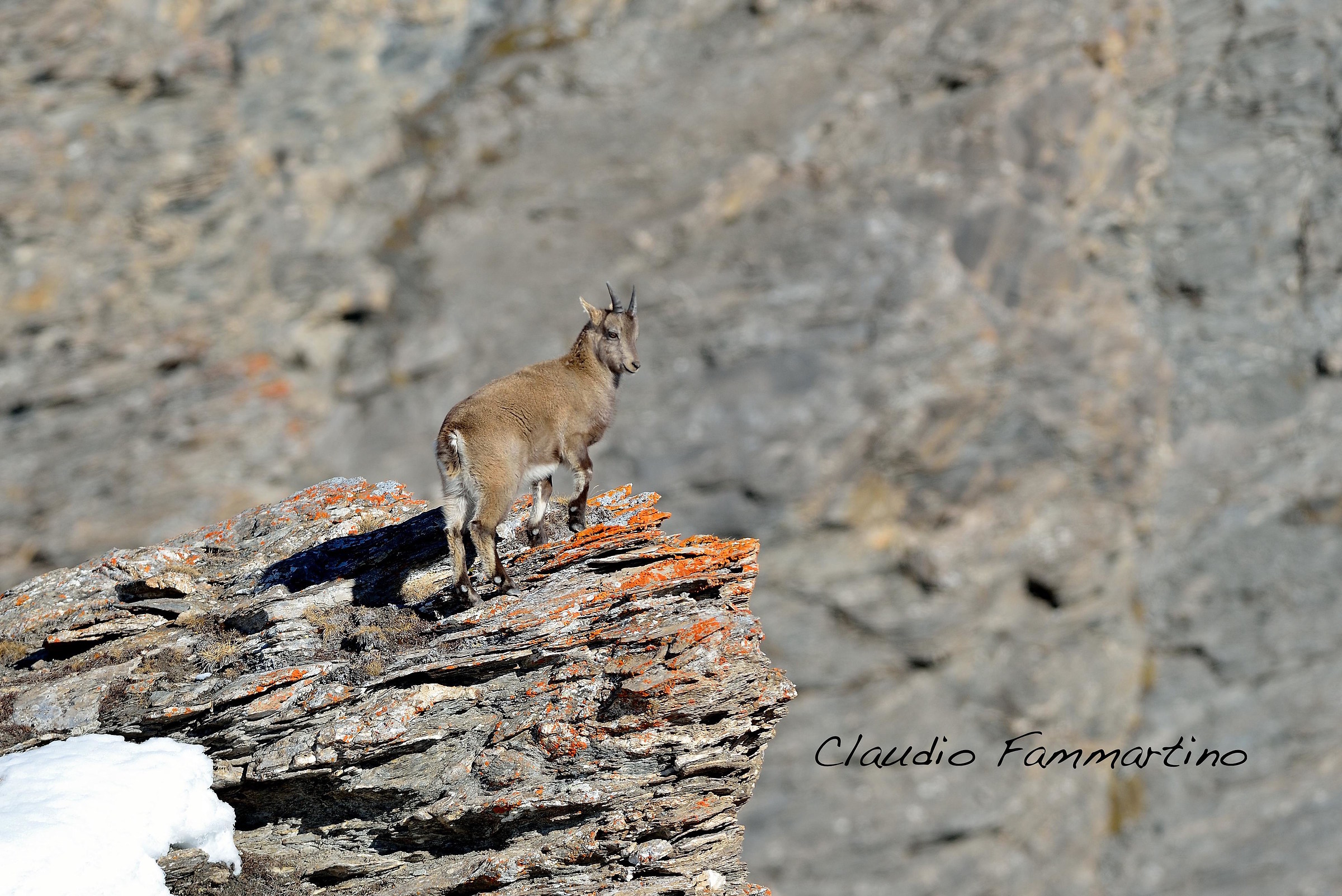 Small ibex