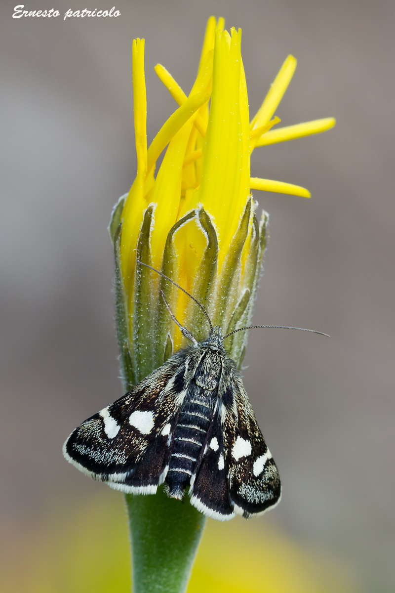 Eurrhypis pollinalis, Crambidae Odontiinae.