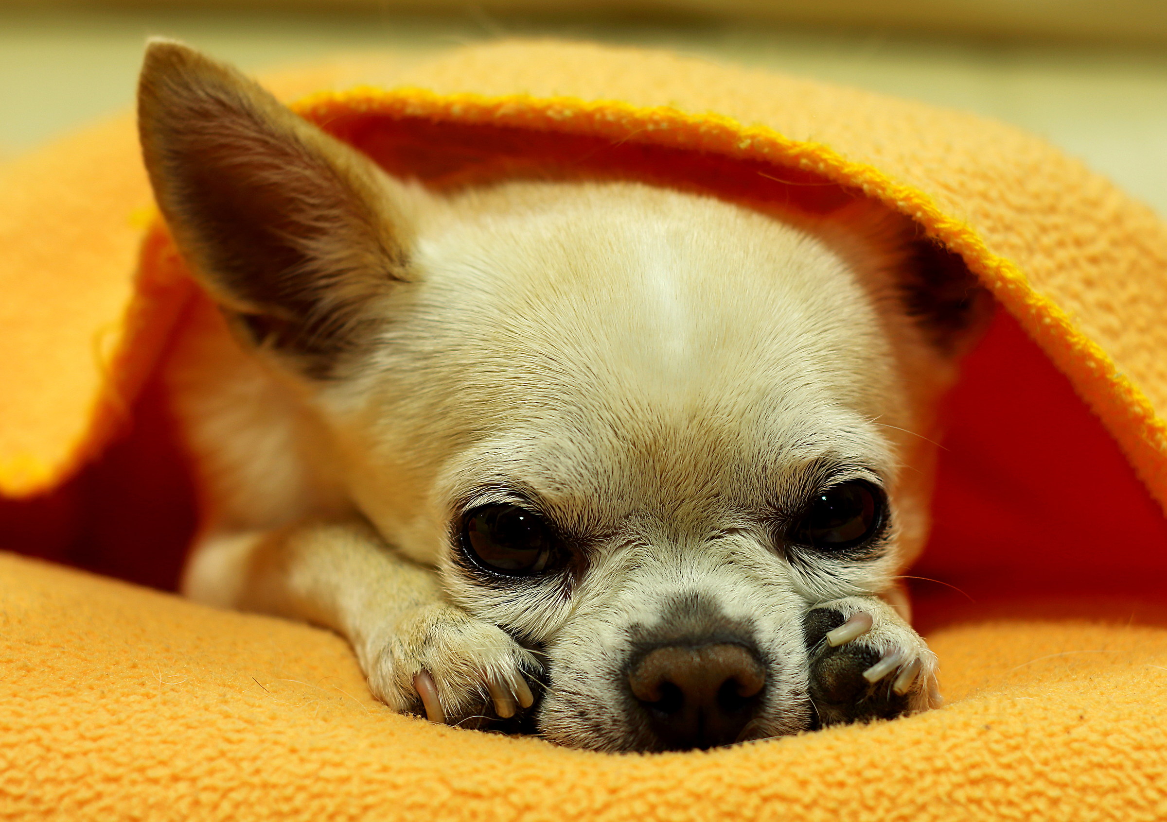 Emy, la mia chihuahuina