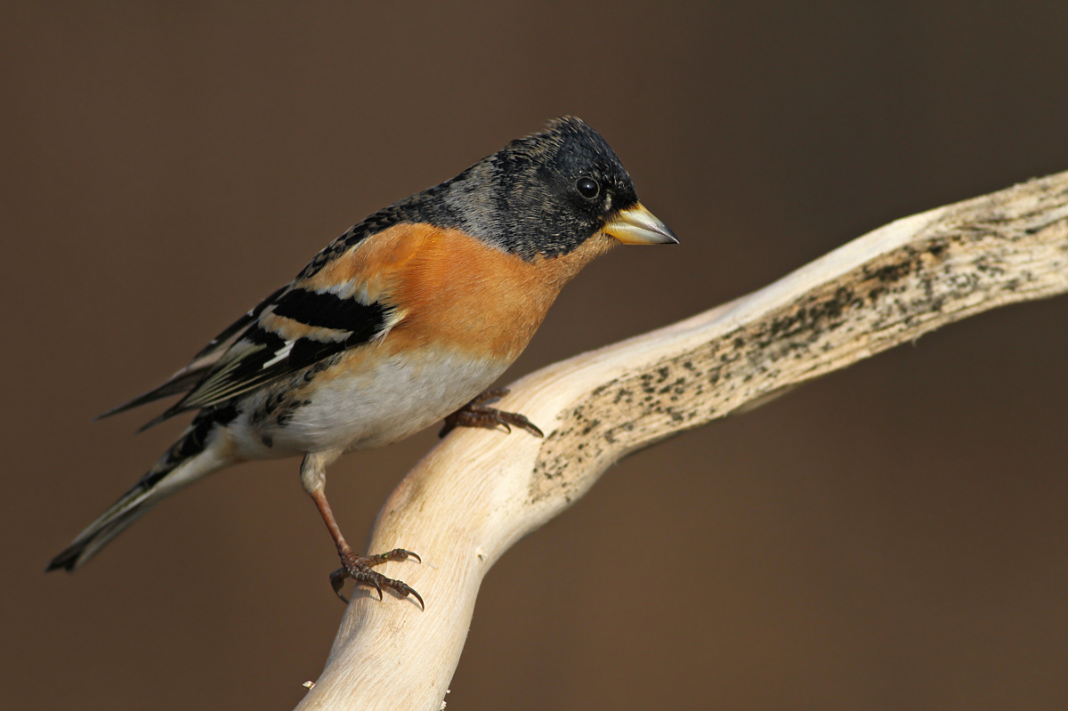 Brambling