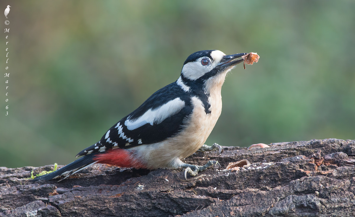 Spotted Woodpecker Female 2015.