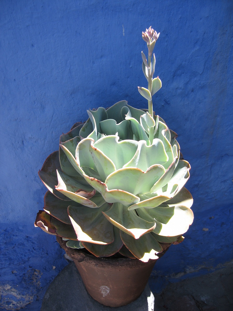 Arequipa - Monastero di Santa Catalina