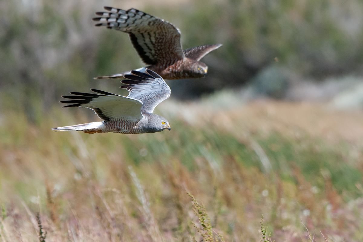 Ashen harriers flying