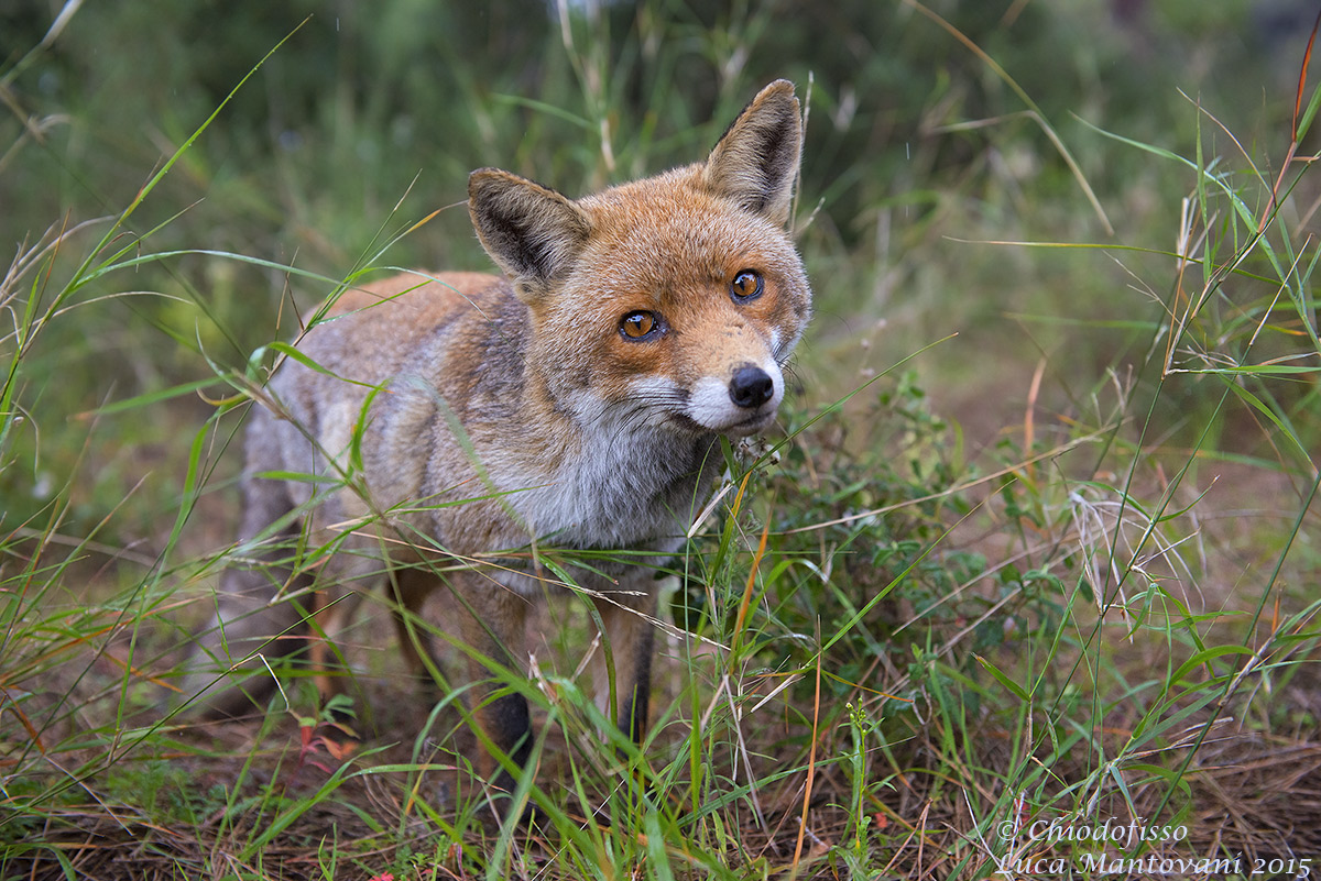 Volpe......sorpresa!