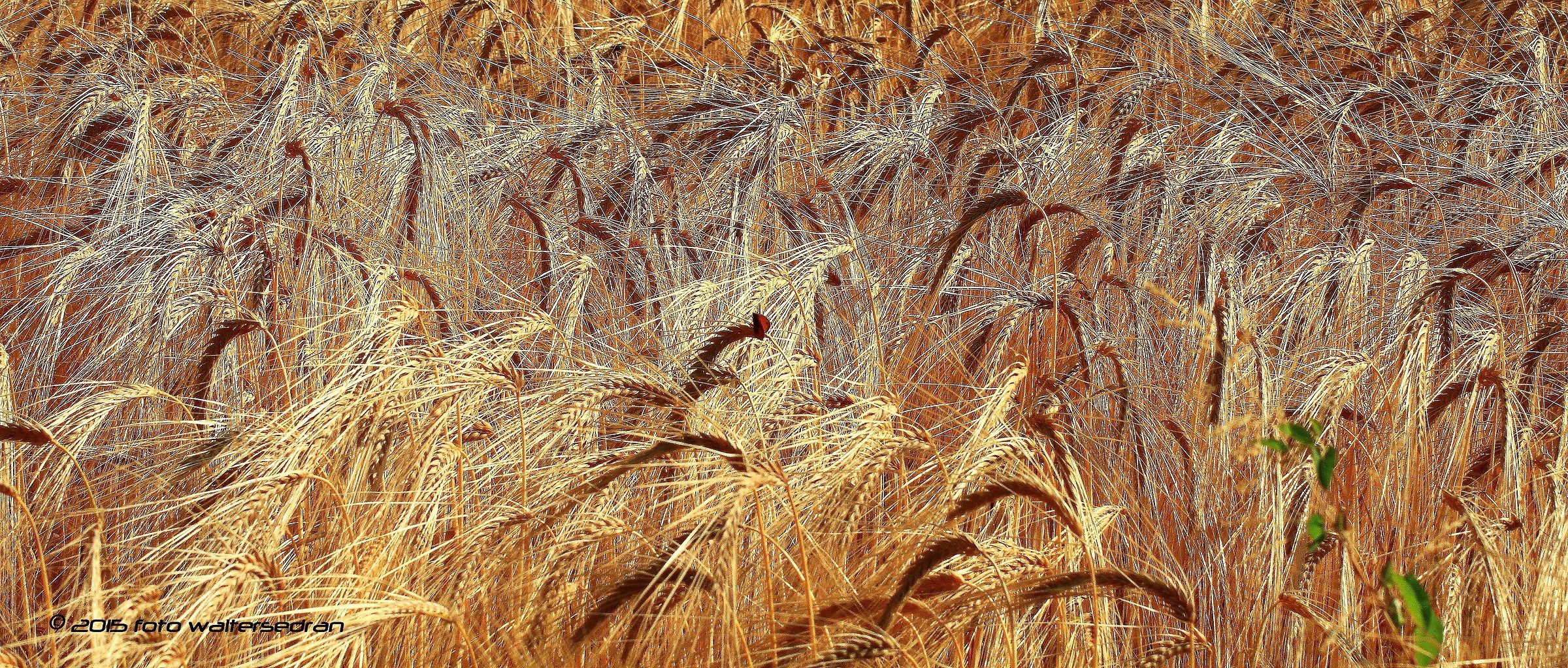Wheat