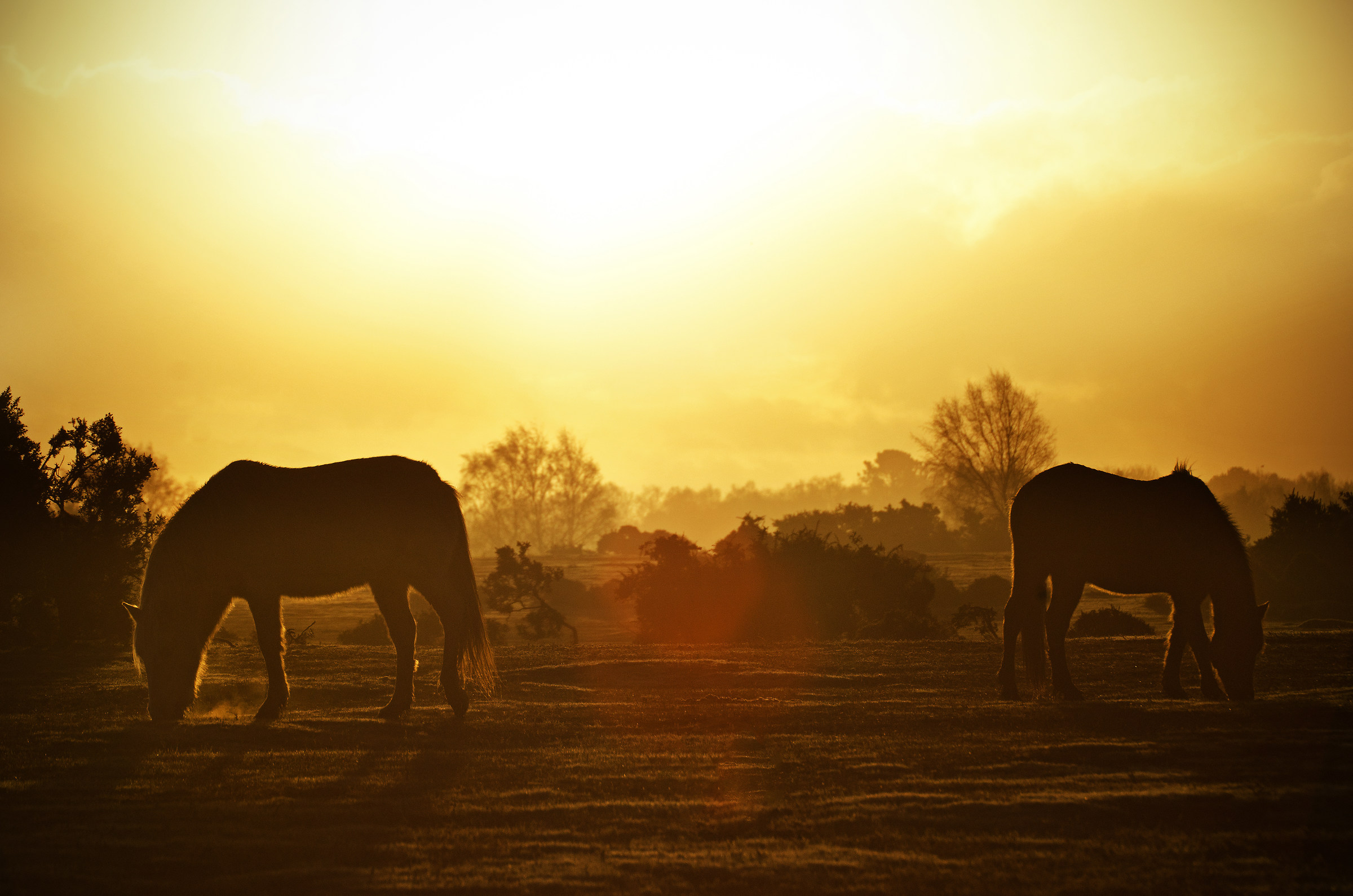 Frosty Sunrise Ponies Grazing