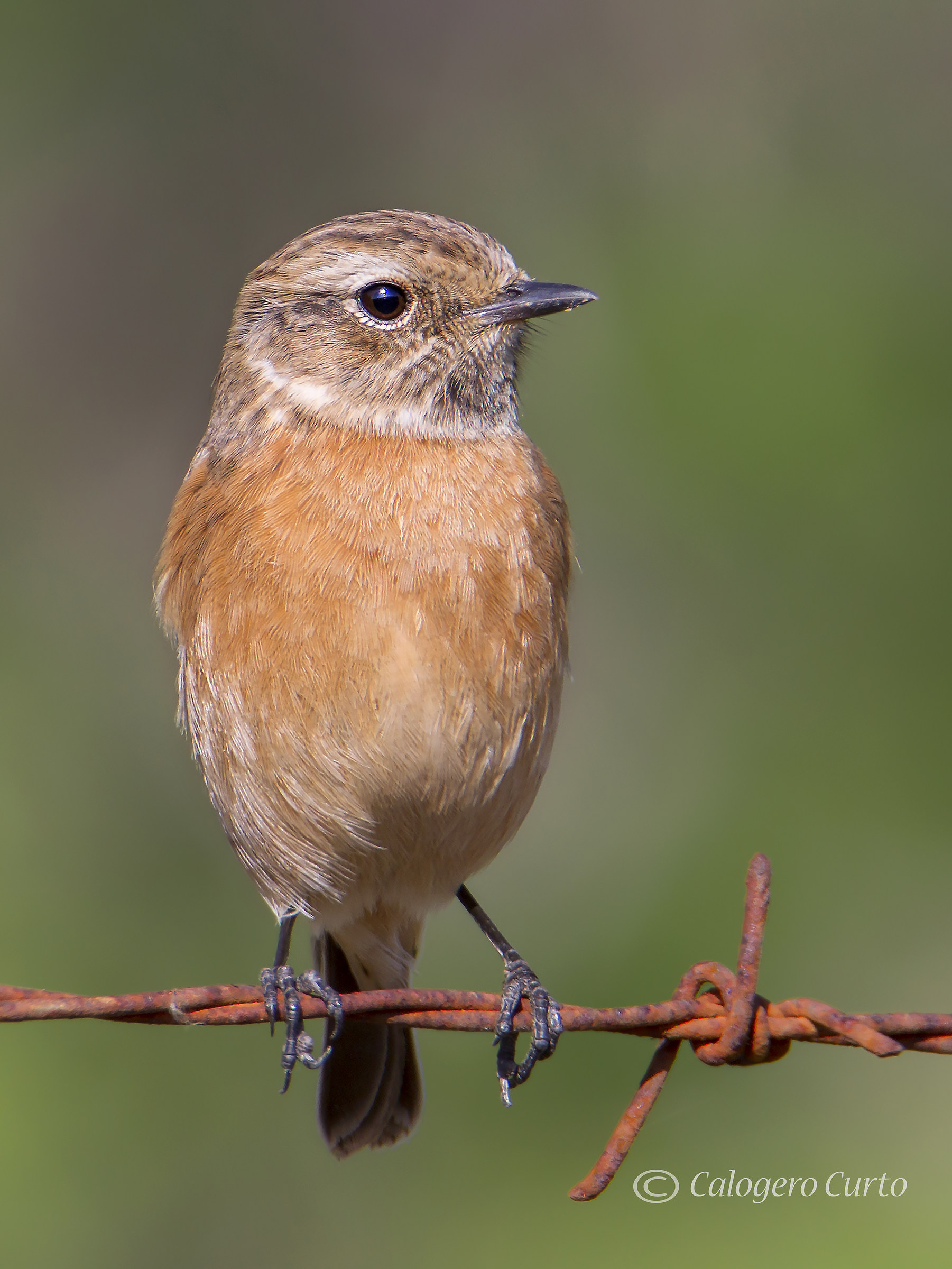 Female Stonechat