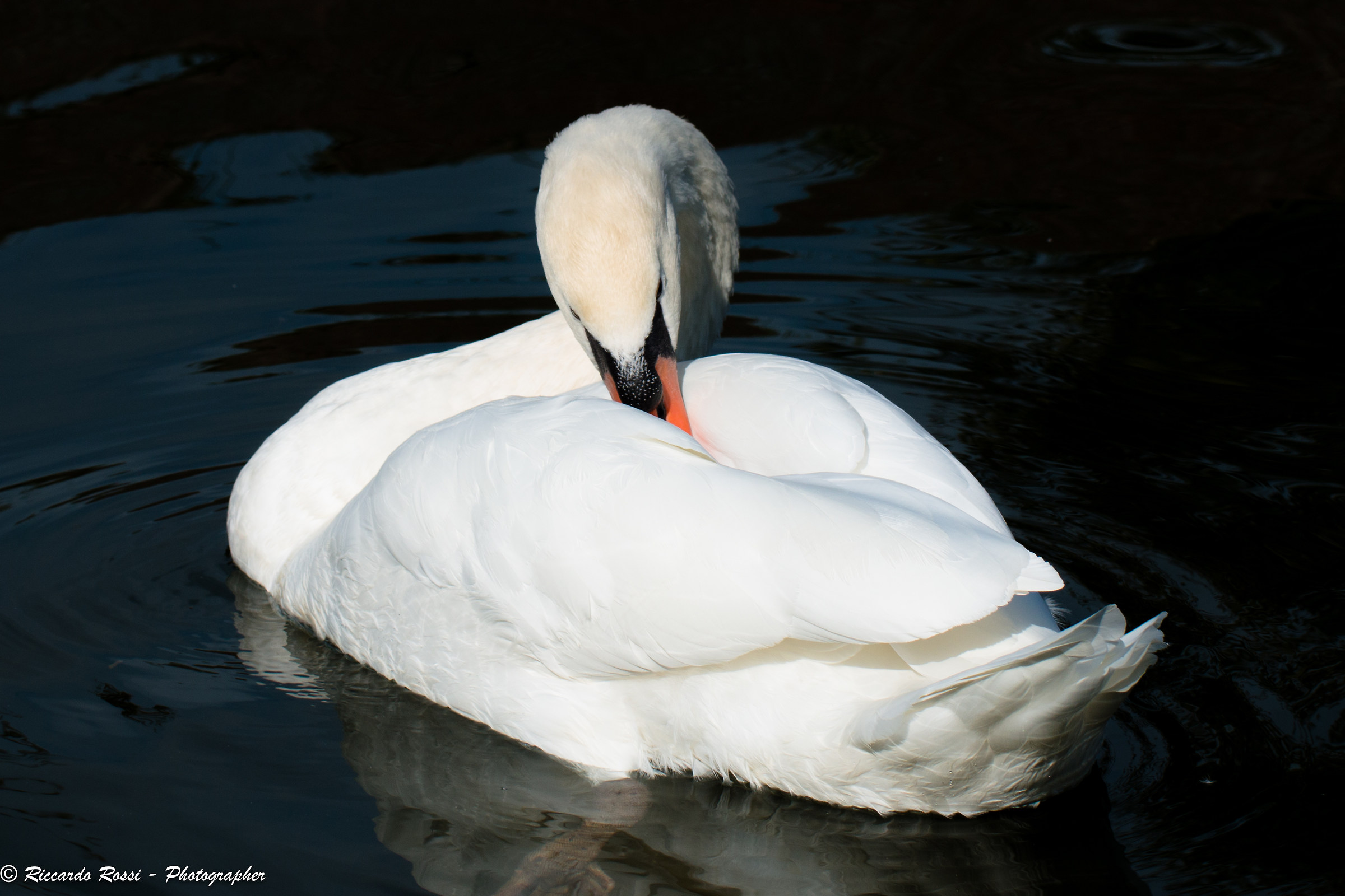 Swan