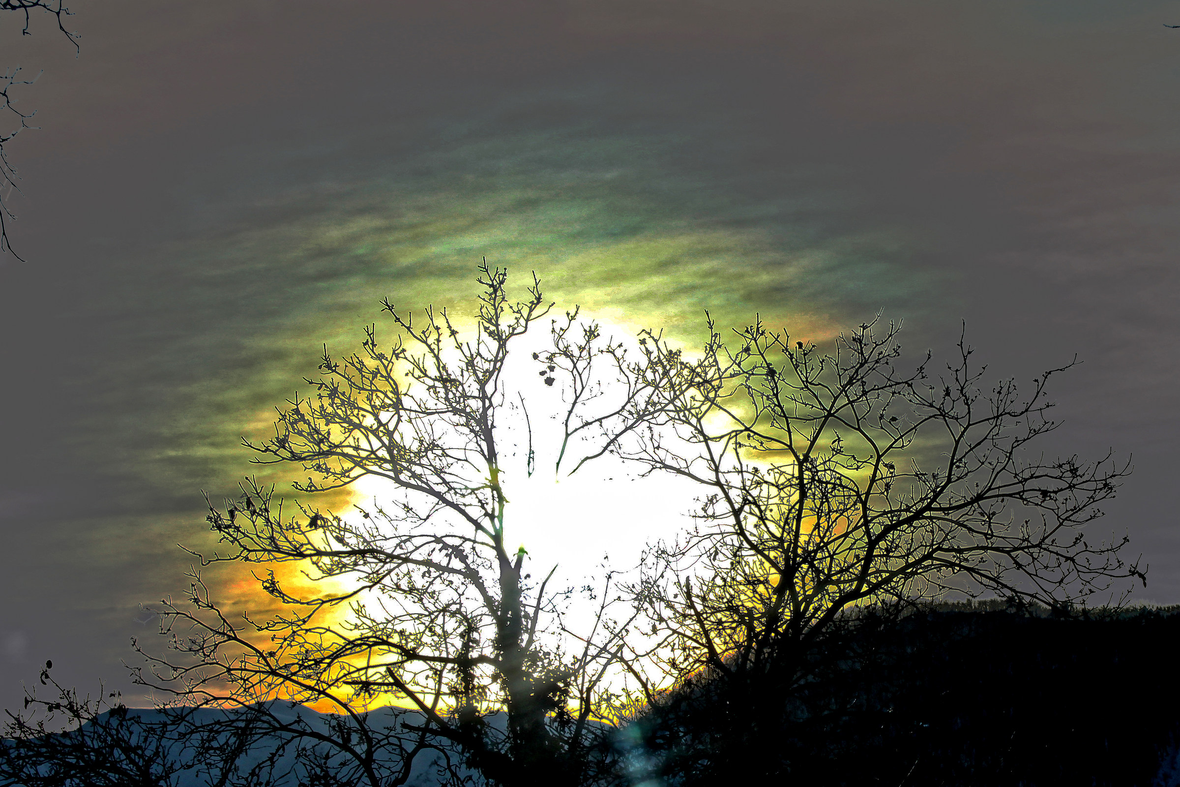 sun through the branches