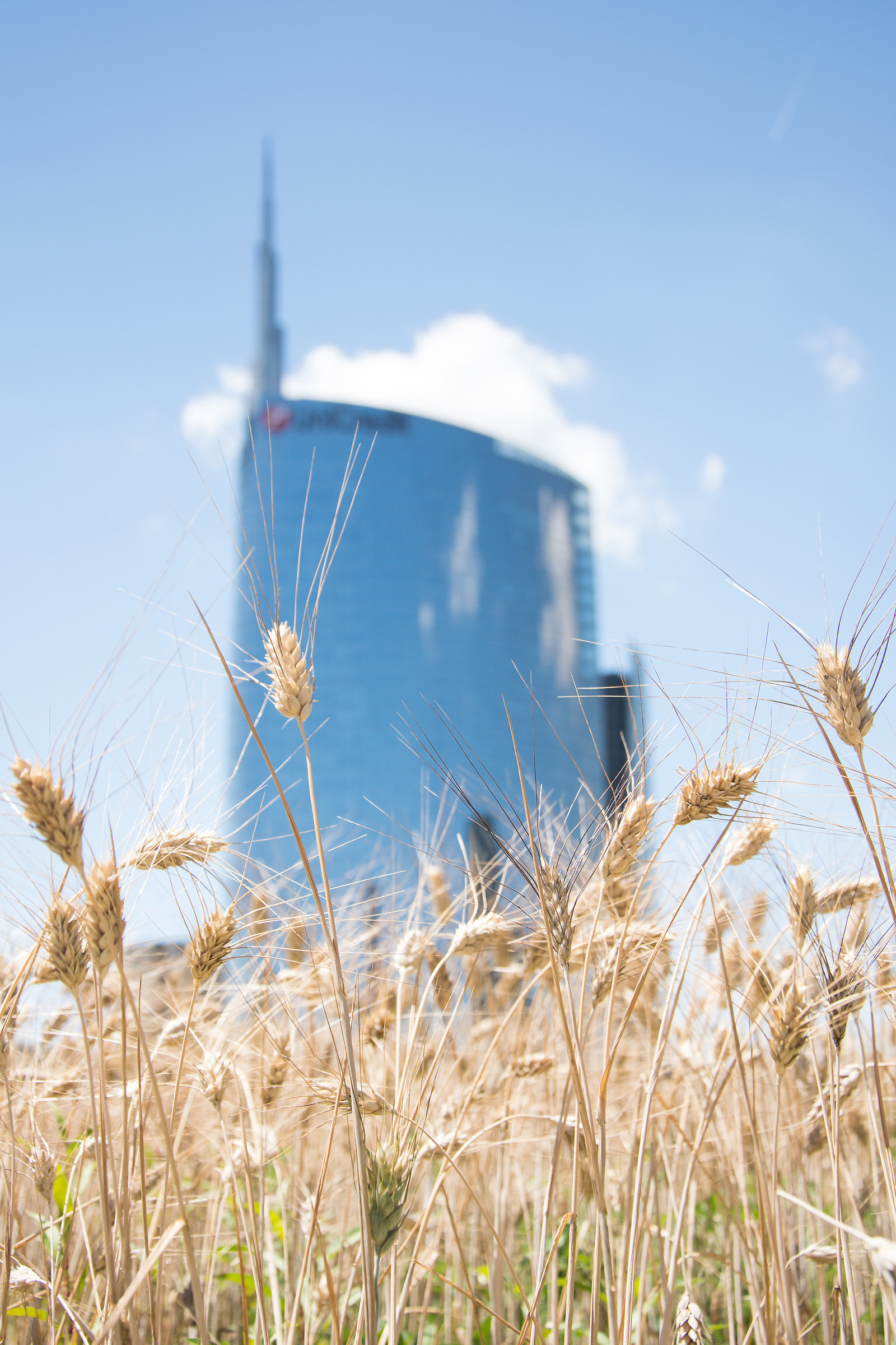 Grano e torre Unicredit