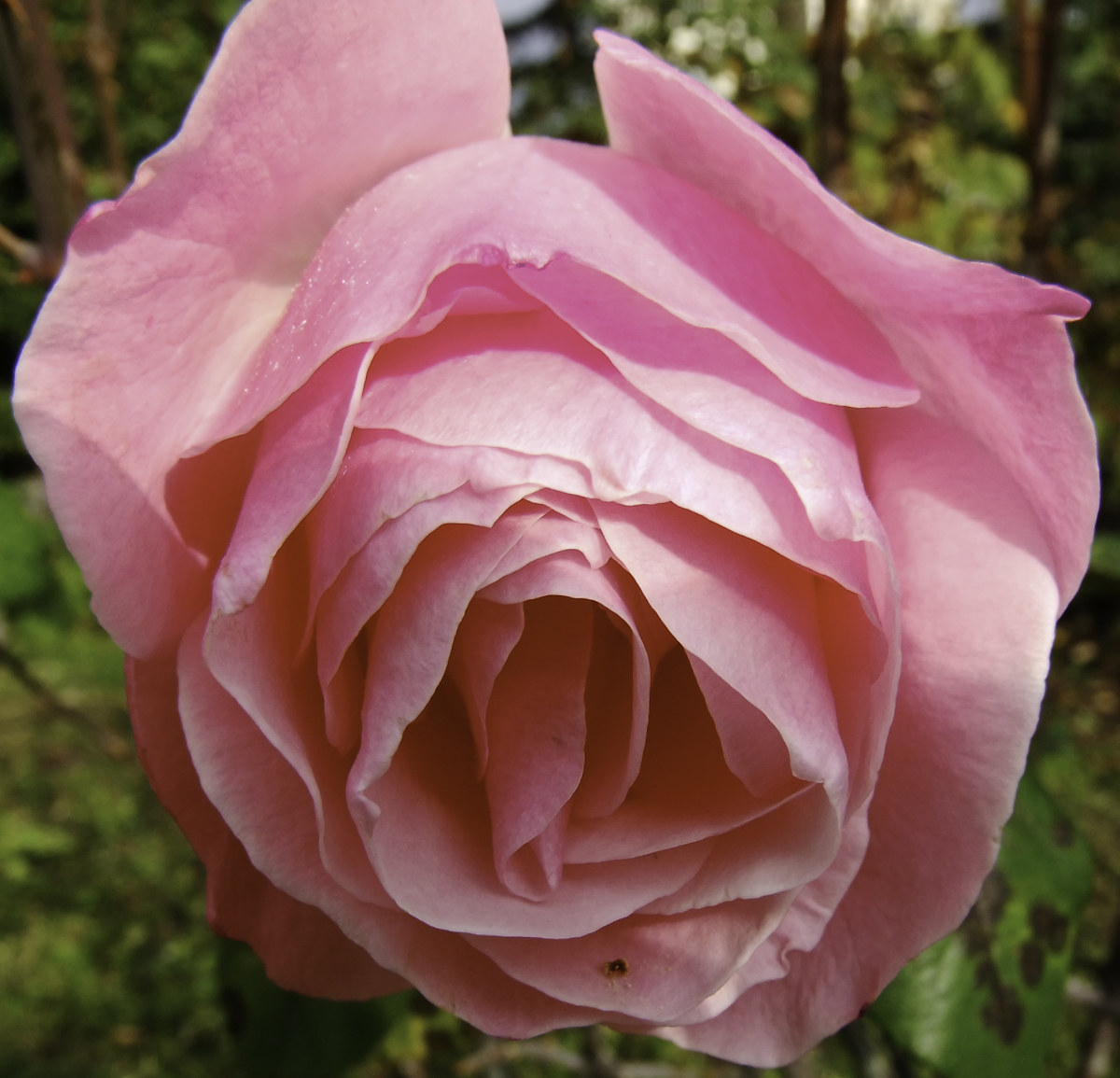 rosa in parco pubblico    genova