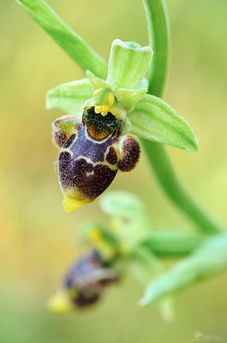 Ophrys scolopax subs. conradiae