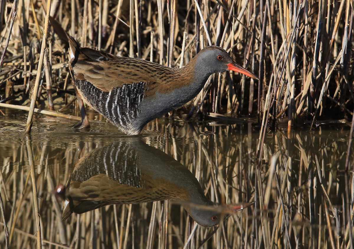 porciglione allo specchio