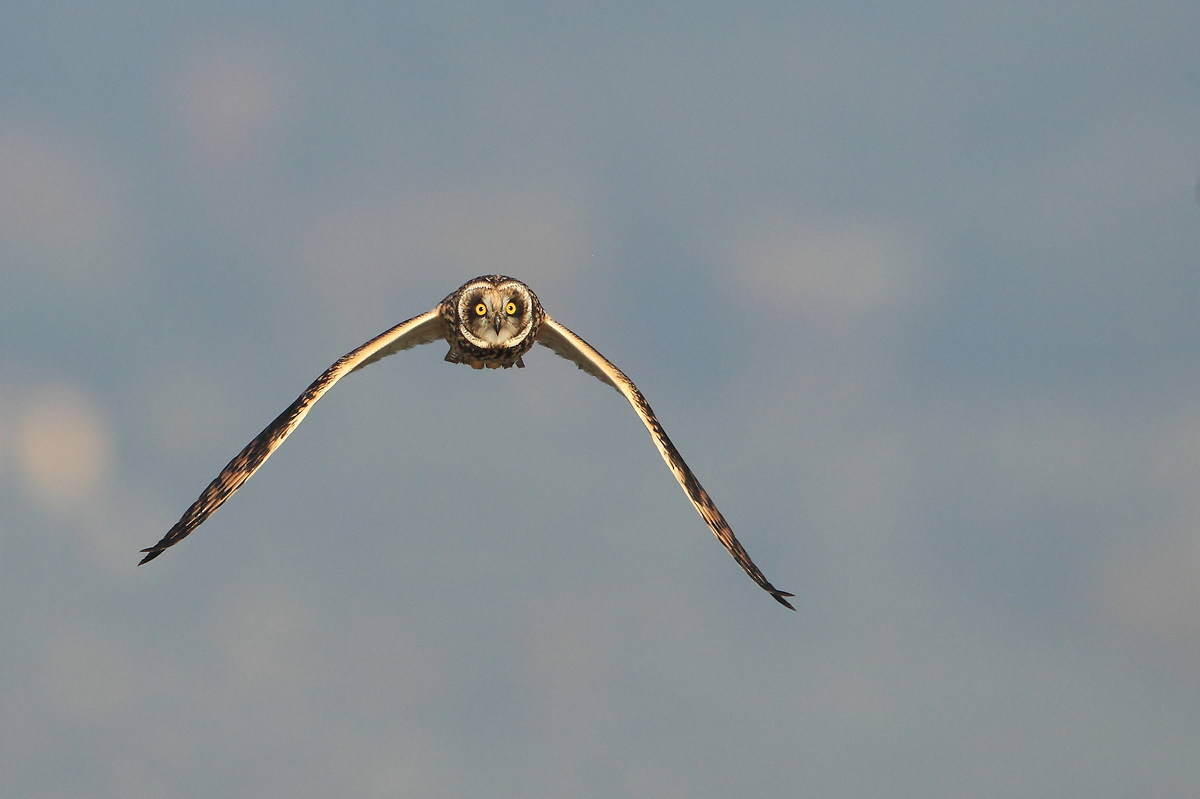 Short-eared Owl