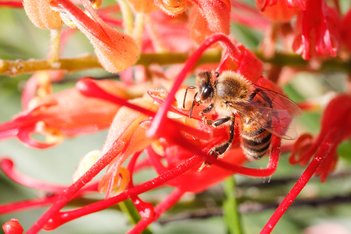 Spring month of November 1