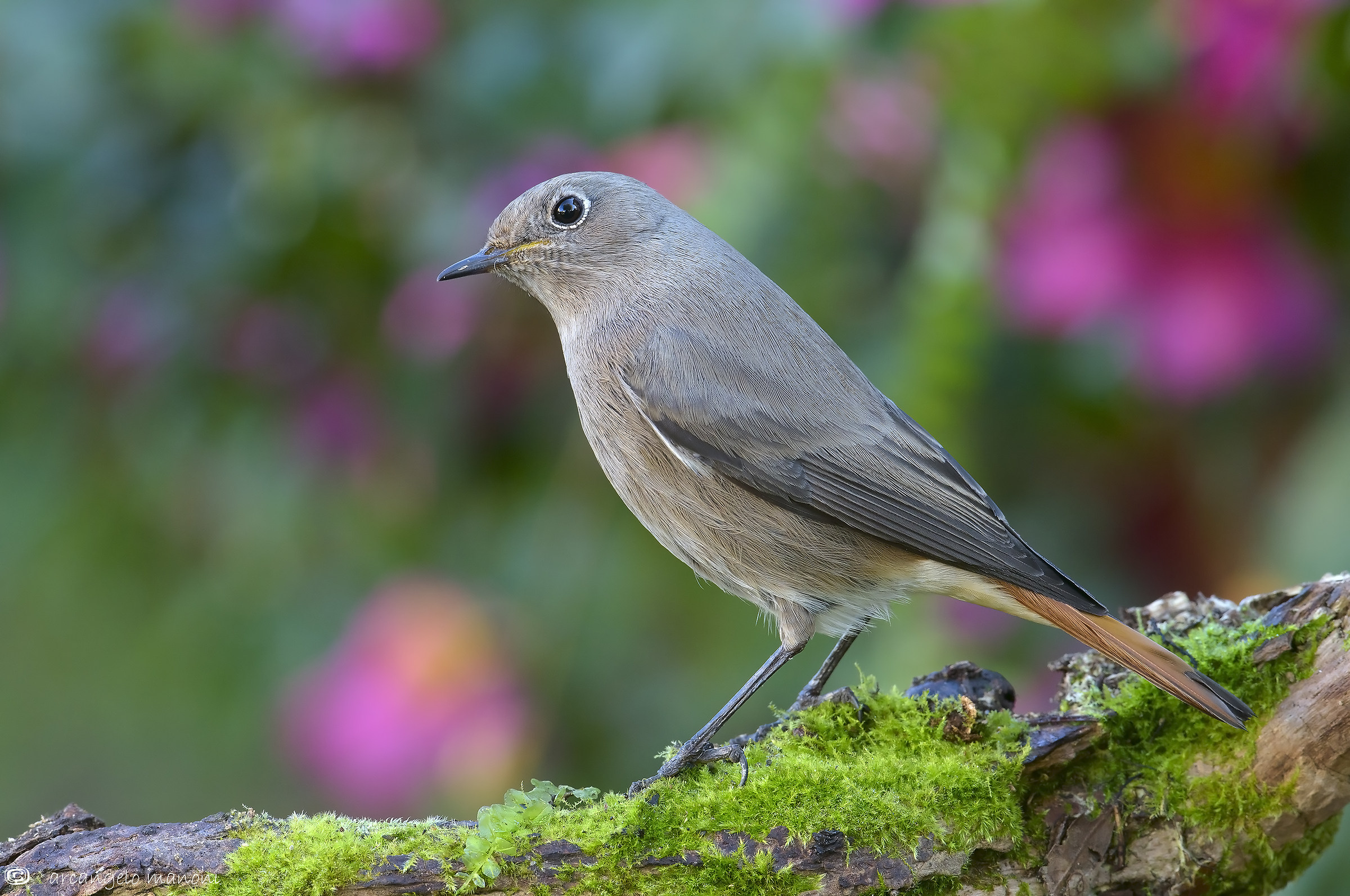 Codirosso spazzacamino nr 50