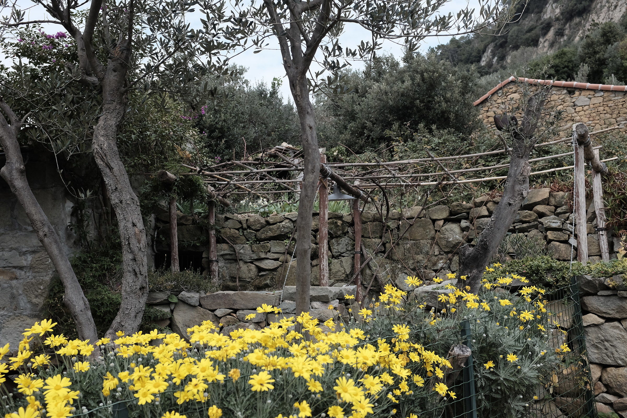 under the olive trees