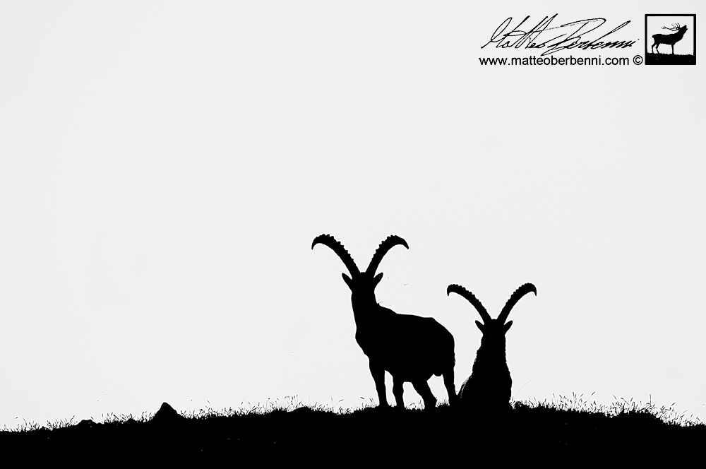 Ibex in silhouette