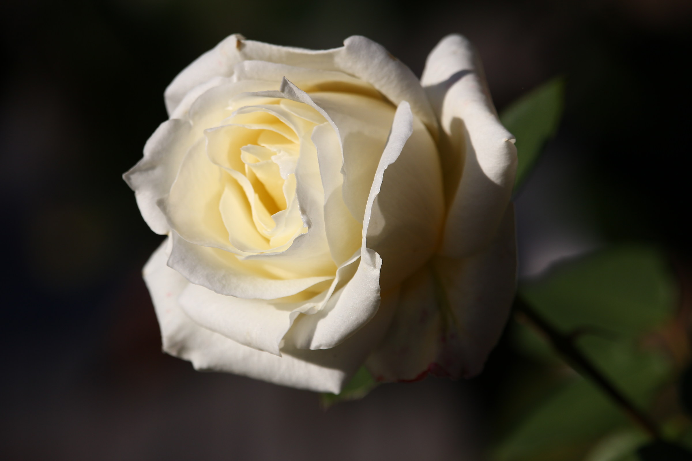 the last roses ..then autumn arrives