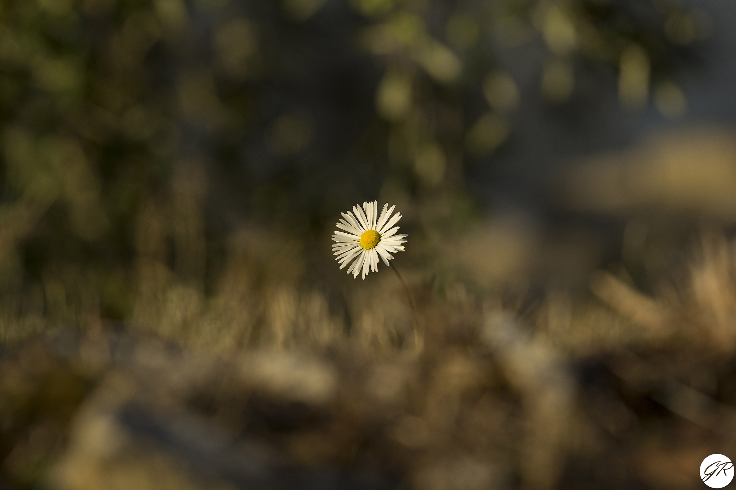 Margherita solitaria