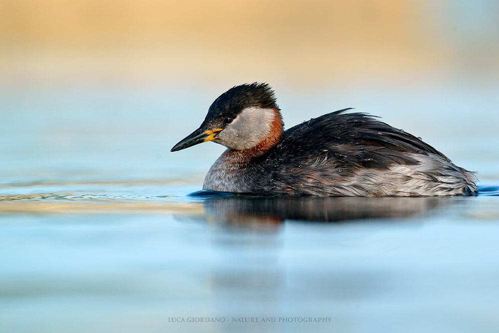 Red-necked Grebe - Red-necked Grebe