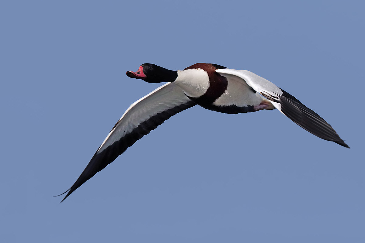 Shelduck in flight