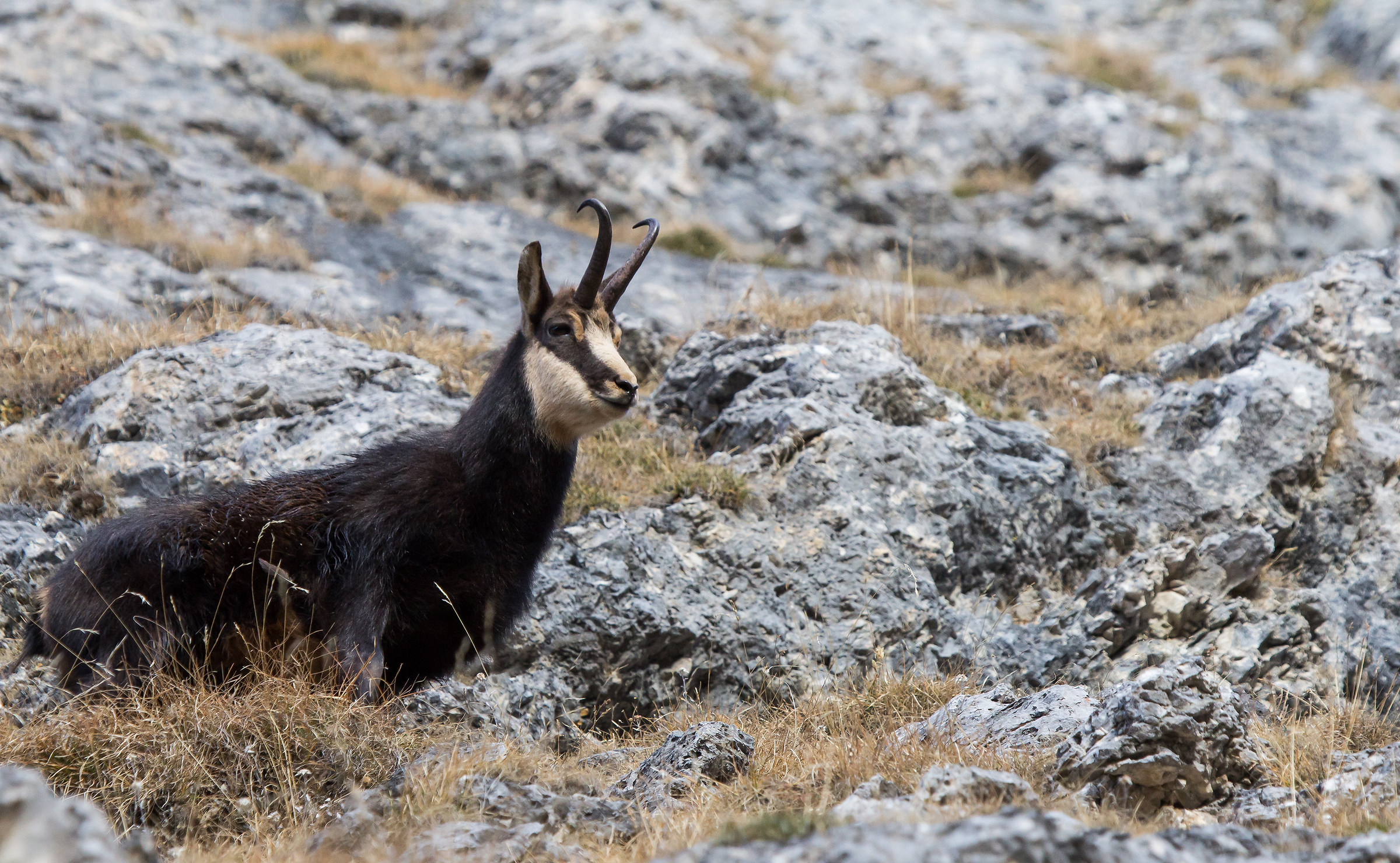 si presenta improvvisamente