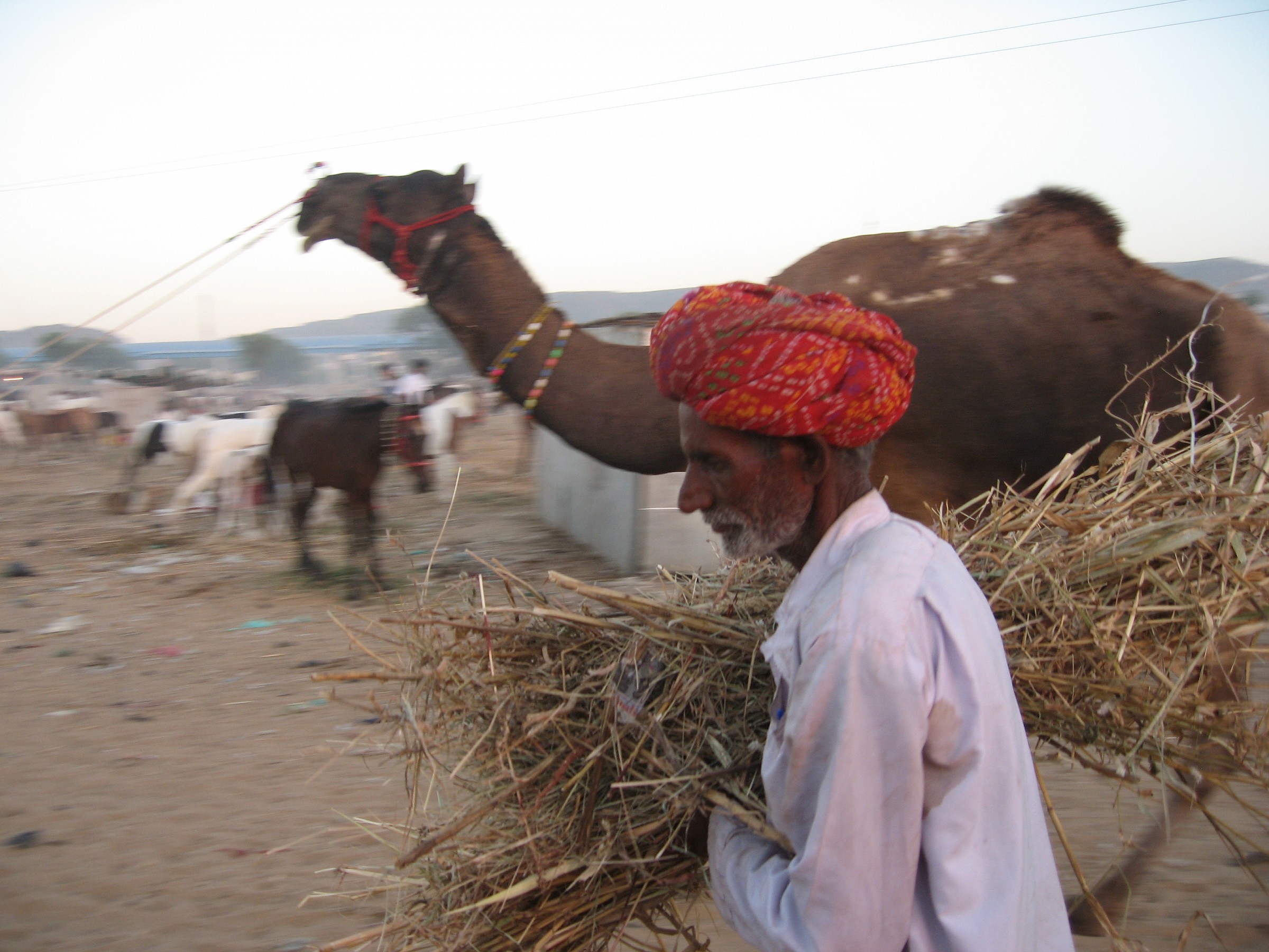 Puschkar cattle fair