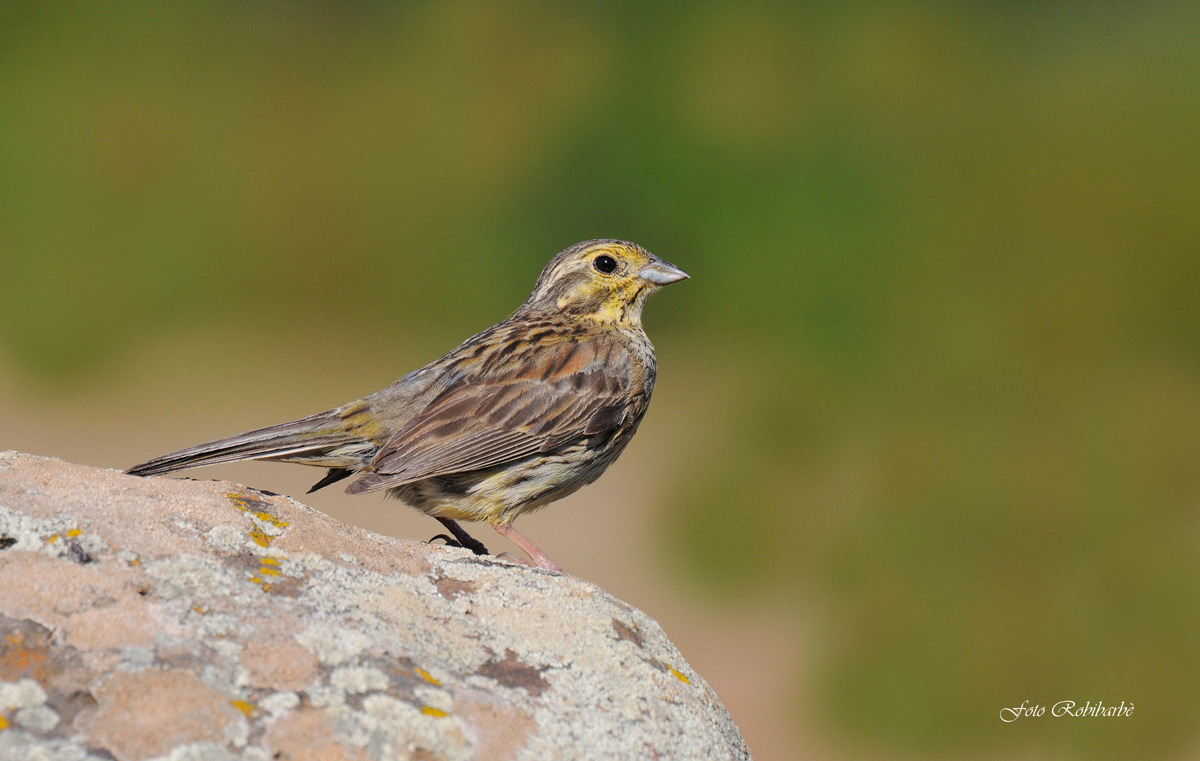 Zigolo nero...femmina...