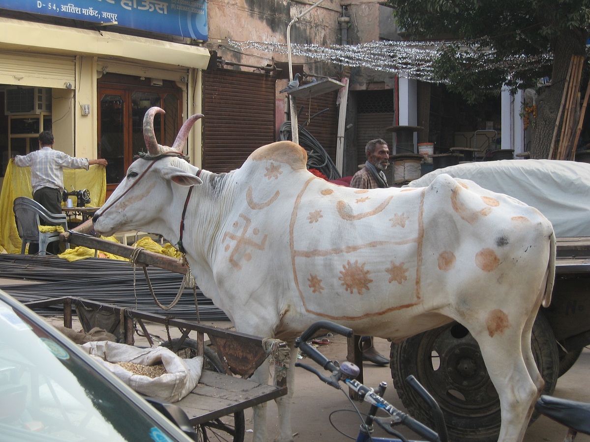 Puschkar cattle fair