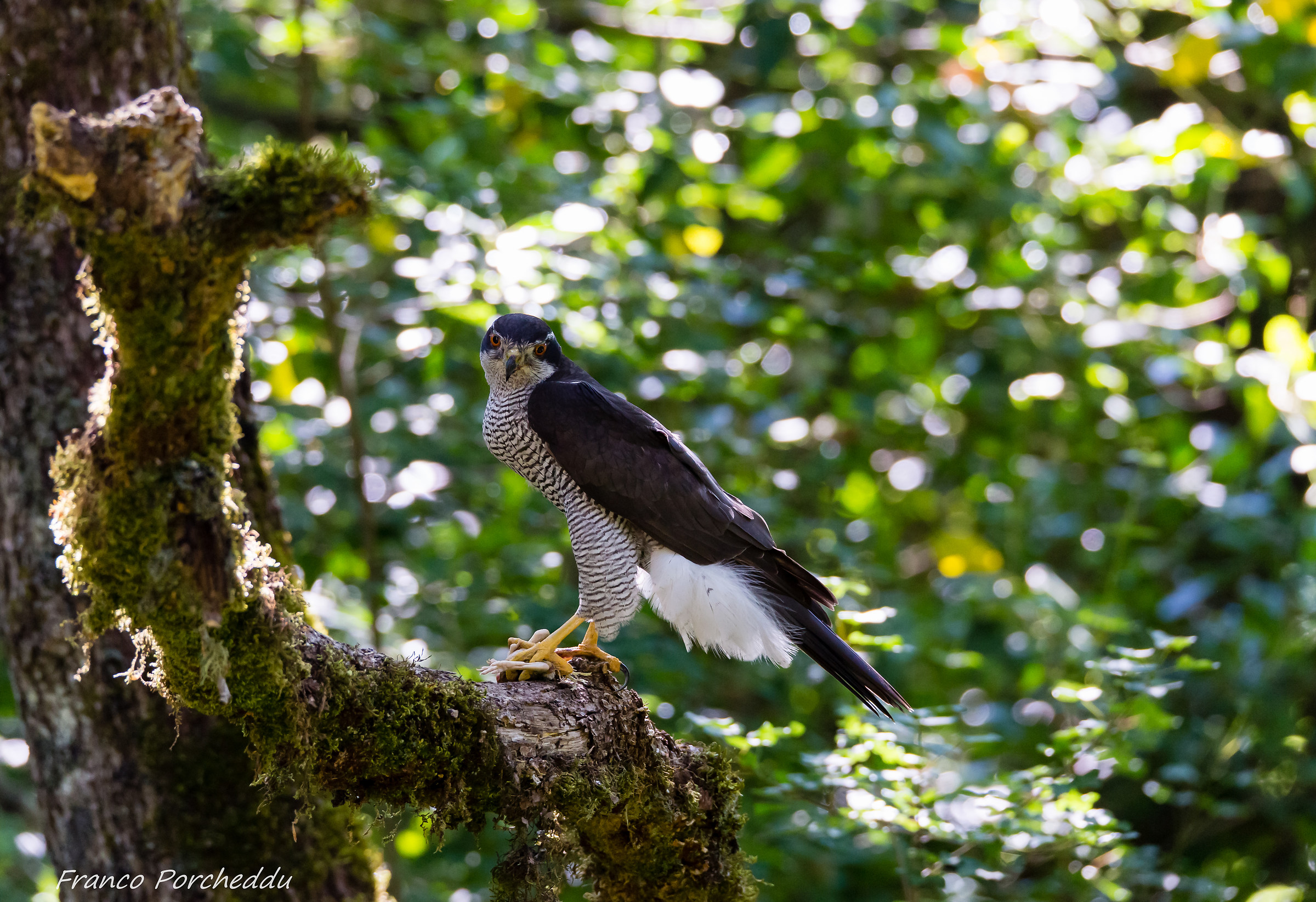 Sardinian goshawk