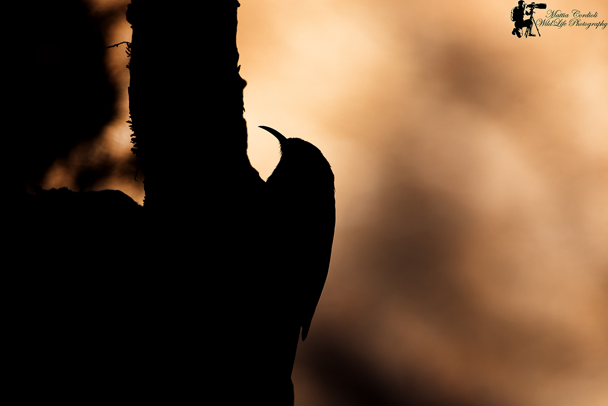 Rampichino silhouette ....