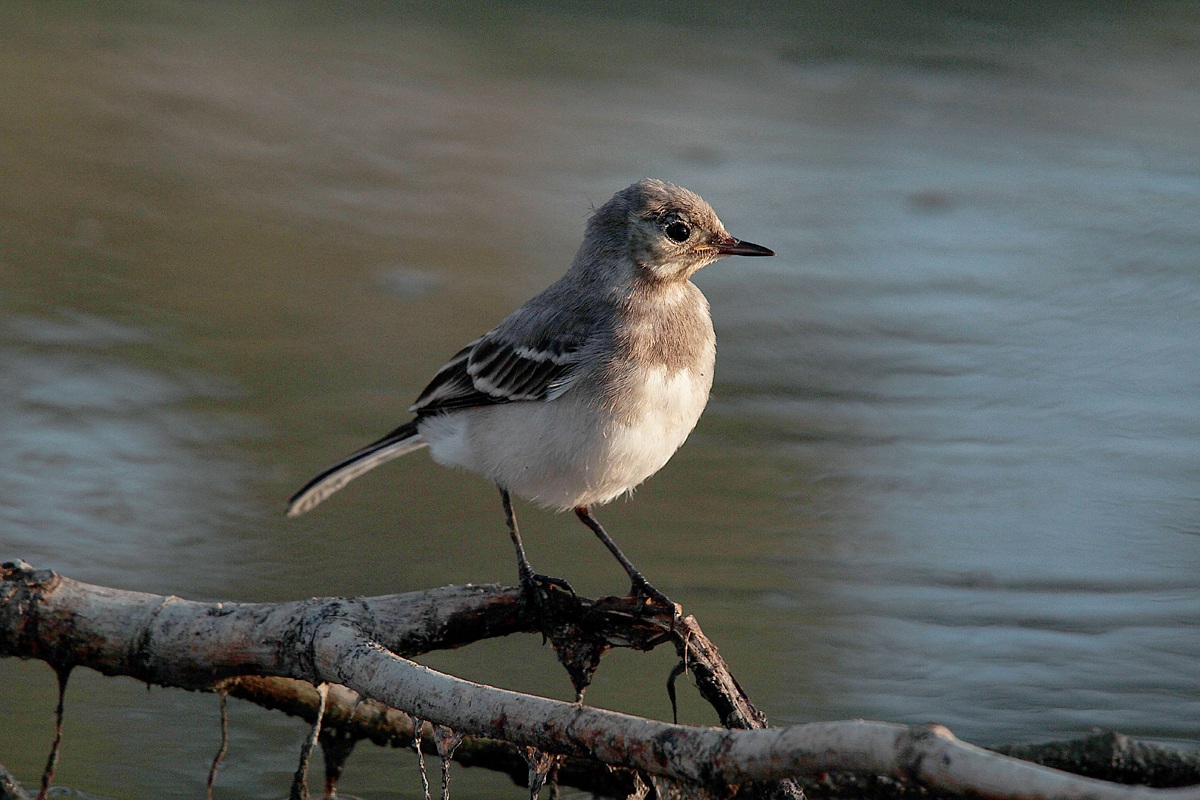 small white wagtail