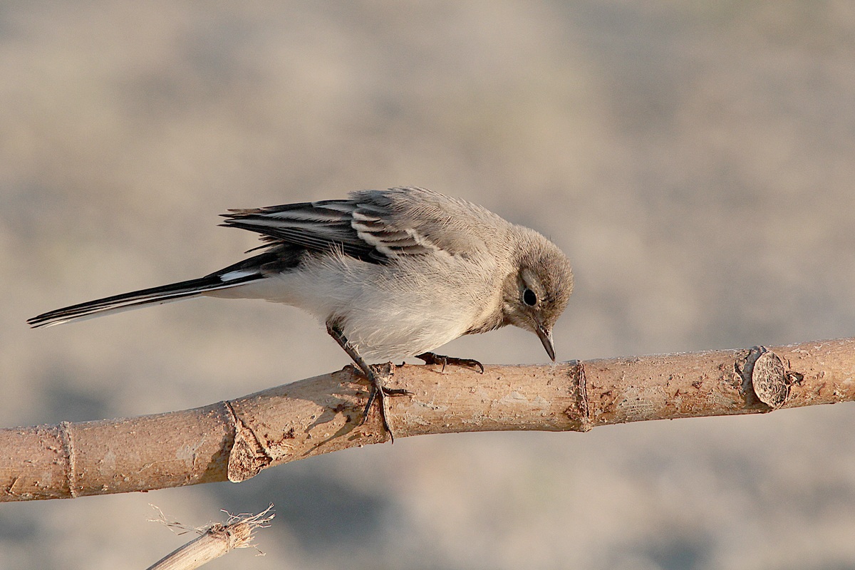small white wagtail