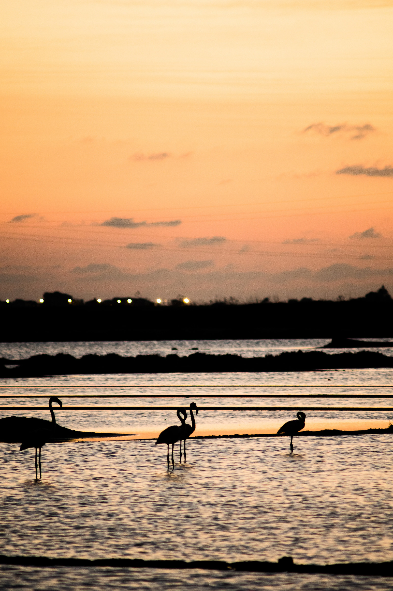Fenicotteri nelle saline