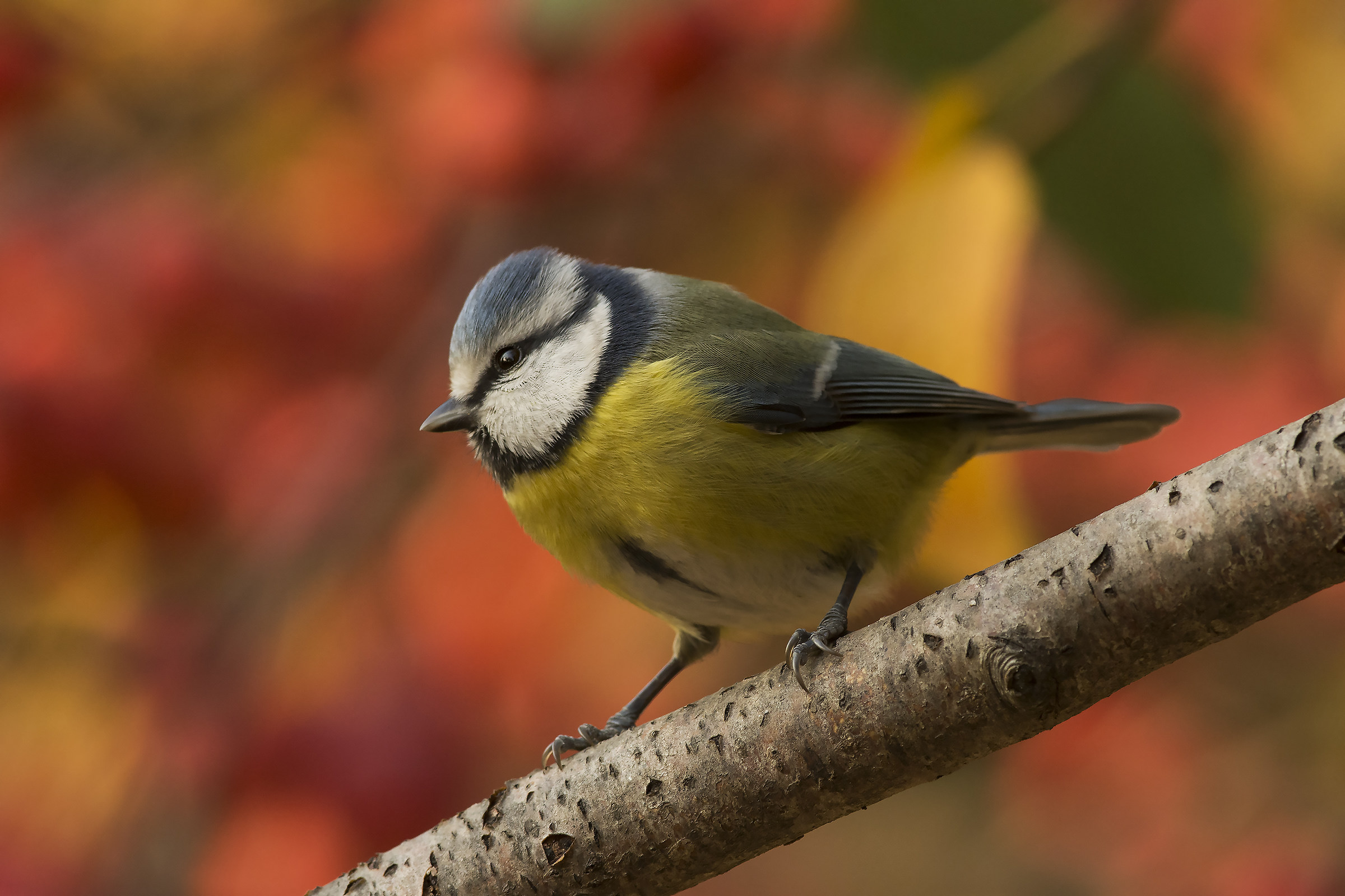 Cinciarella tra le bacche di Malus 'Red sentinel'