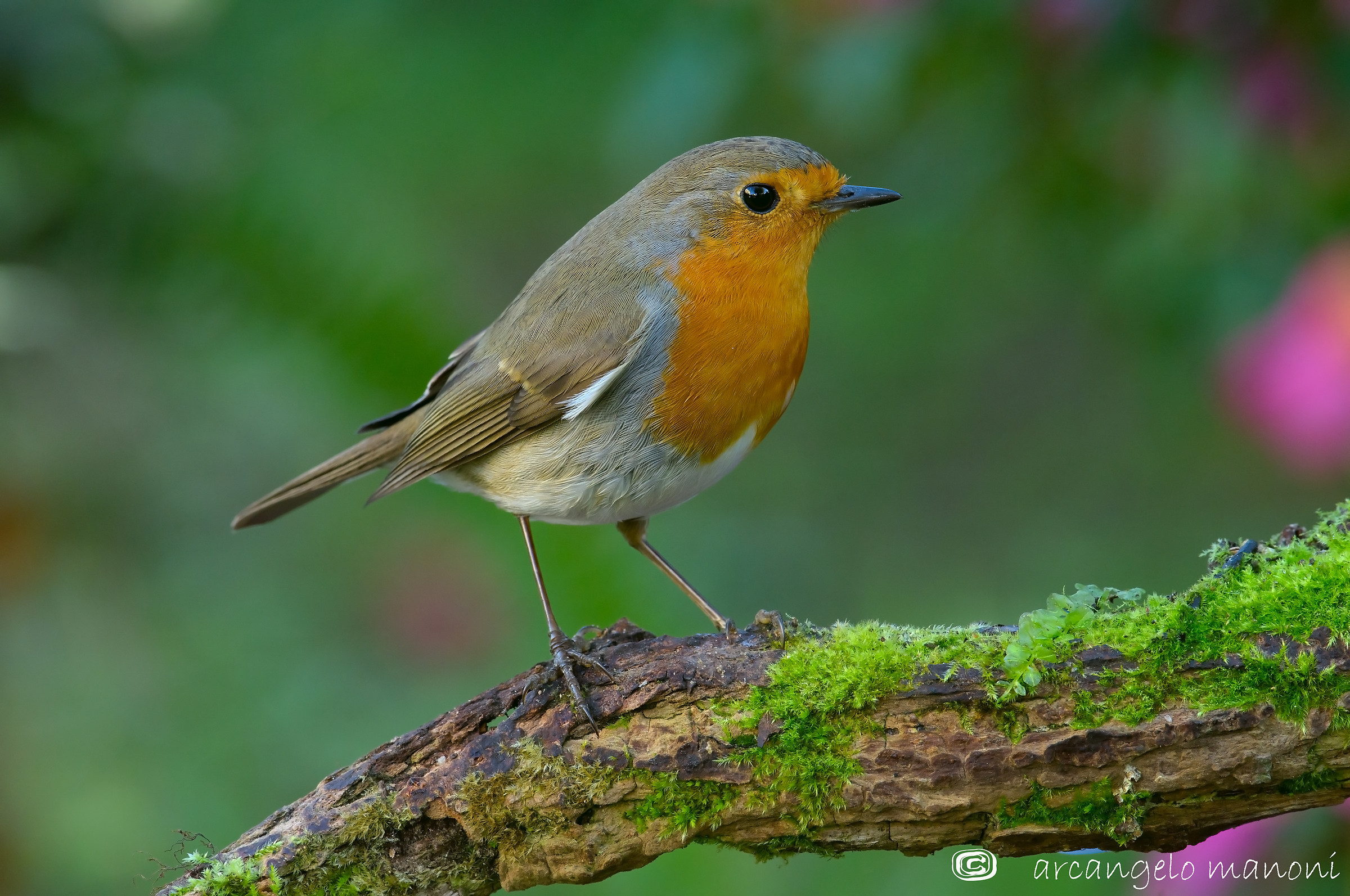 Robin posing