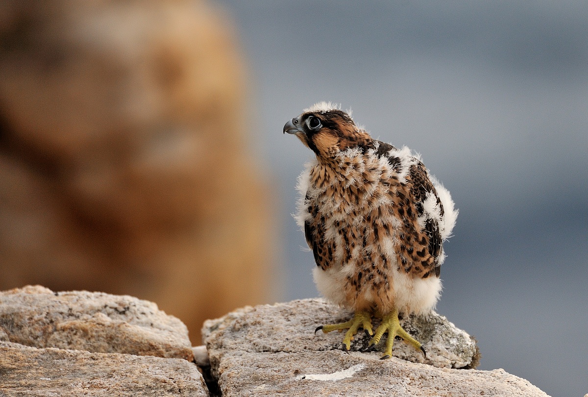 young peregrine falcon (F. peregrinus brookei)