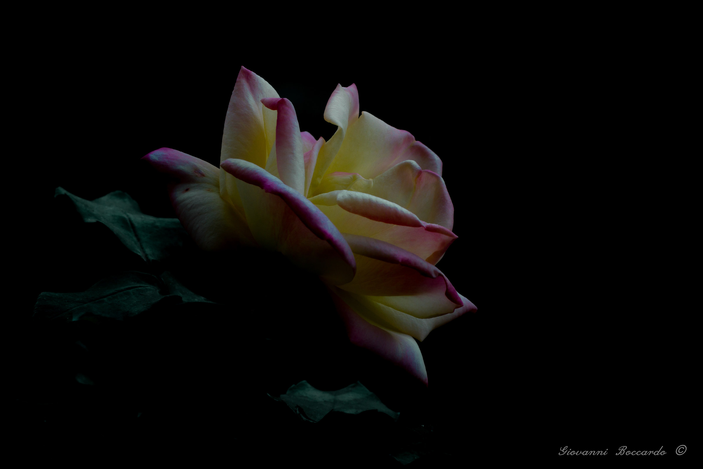 l'ultima rosa... il primo macro...