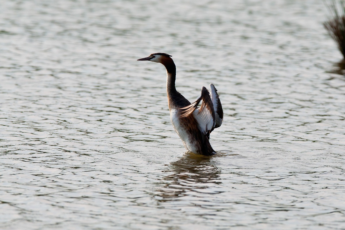 Grebe