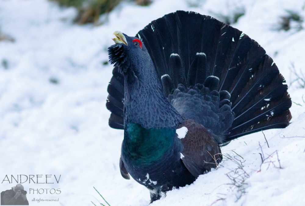 Gallo cedrone (Tetrao urogallus)