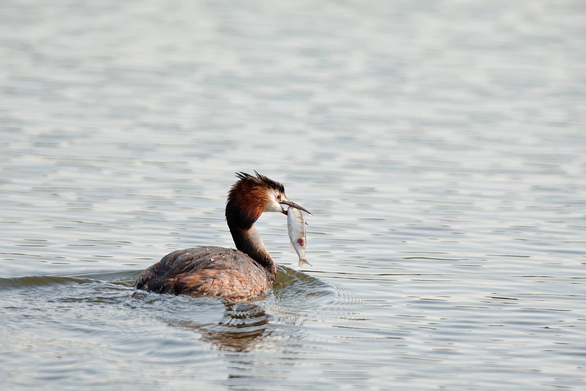 Grebe and fish
