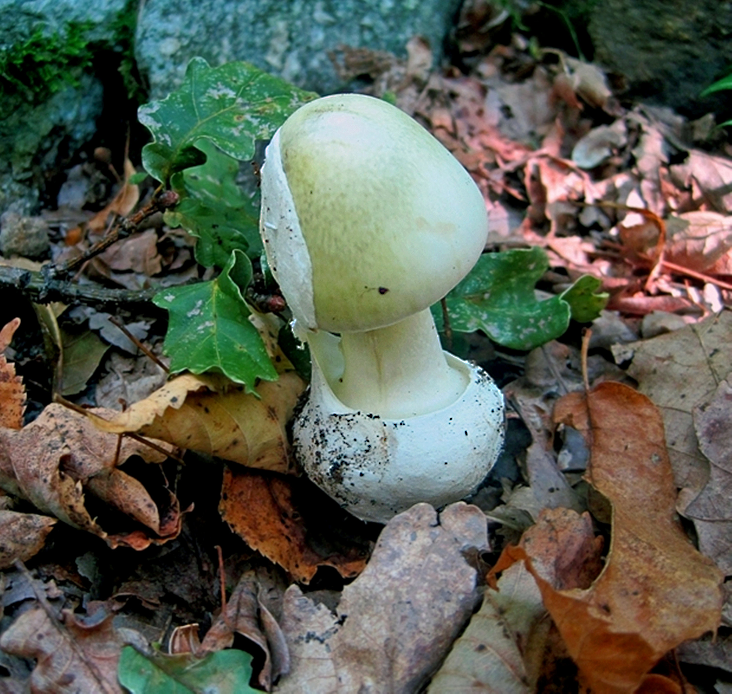 Amanita phalloides
